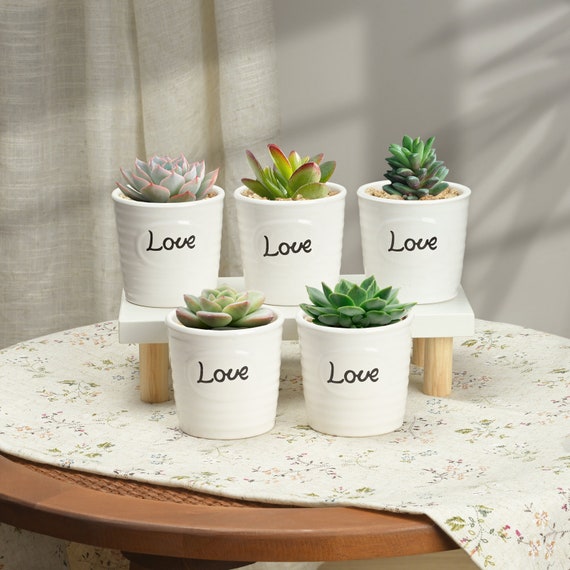 Live Succulent Plant Favors, Succulent Bulk & White Ceramic Pots
