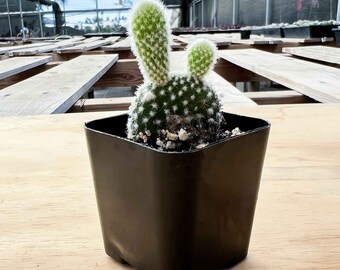 Cactus Plant--2" Mini Bunny Ears (Opuntia microdasys albata) Rooted in 2" Pot-- For Succulent Lover, Table Décor,Plant Lover gift.