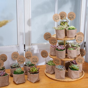 24/50 Packs Succulent FavorWedding Party Favor/Baby Shower Favor/Bridal Shower Favor Live Succulent PlantBurlap WrapsTags image 8