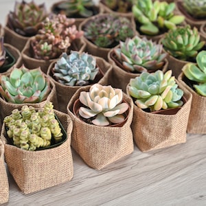 24/50 Packs Succulent FavorWedding Party Favor/Baby Shower Favor/Bridal Shower Favor Live Succulent PlantBurlap WrapsTags image 4