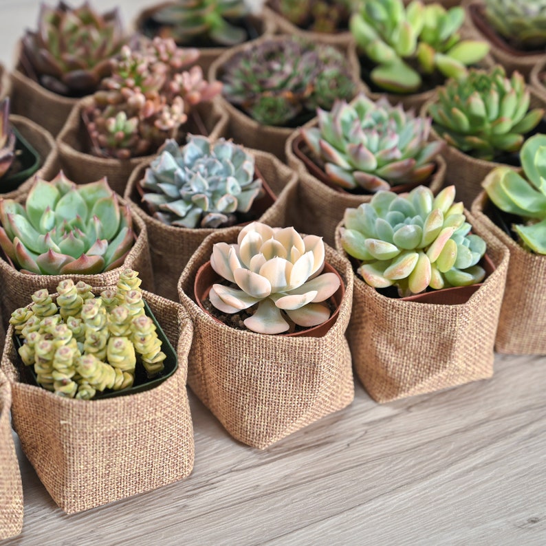 24/50 Packs Succulent FavorWedding Party Favor/Baby Shower Favor/Bridal Shower Favor Live Succulent PlantBurlap WrapsTags image 4