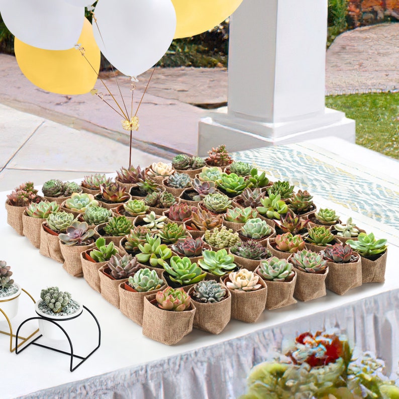 24/50 Packs Succulent FavorWedding Party Favor/Baby Shower Favor/Bridal Shower Favor Live Succulent PlantBurlap WrapsTags image 2