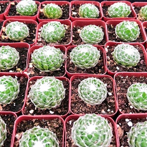 Spider Wed Hens and Chicks--Live Rare Succulent Plant,Sempervivum arachnoideum Cebenese Rooted in 2&quot; Pot.For Garden decor,Plant Lover Gift.