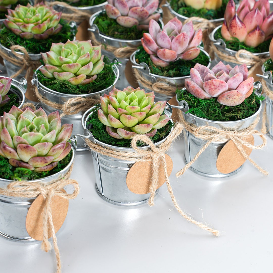 100 Packs Succulent100 Tin Bucketsaccessaries-succulents in - Etsy