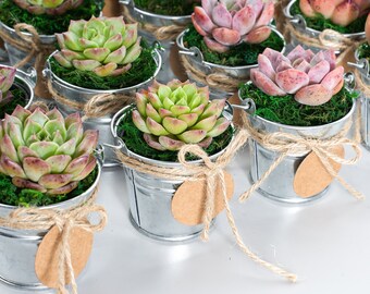 100 Packs Succulent+100 Tin Buckets+Accessaries-Succulents in Tin Bucket-Green Party Favors,Baby Shower Favors,Wedding Favors.