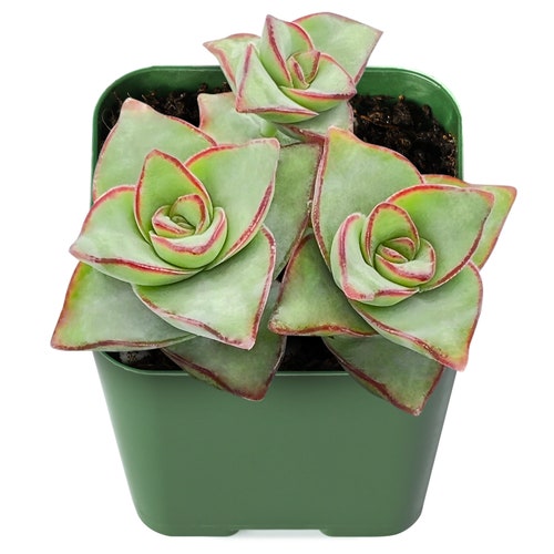 Succulent Plant--2" Mini String of Buttons(Crassula Perforata Subsp. Perforata)--For Plant Lover, Hanging Plant, Wall Decor, Garden Decor.