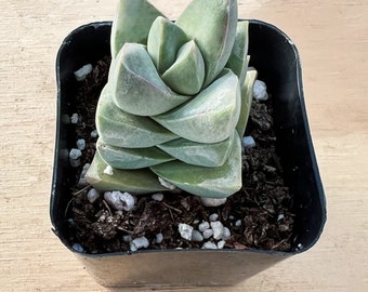 Succulent Plant--2" Mini Crassula Moonglow--Rooted in 2'' Planter--For Succulent Lover