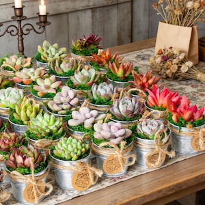 May include: A collection of small succulent plants potted in individual galvanized metal buckets. Each bucket is wrapped with natural twine and features a round brown paper tag with the printed text Thank You. The succulents vary in color.