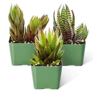 3 Packs Haworthia Succulents-- 2" mini Adelaidensis+Coarctata+Rubrobrunnea-- For Garden Decor, Succulent Favors, Plant Gifts