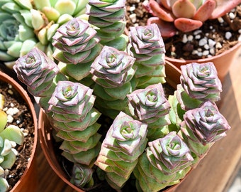Crassula 'Baby's Necklace' Succulent - Live Plant in 2" Pot | Home Garden Gift | Indoor Office Decor