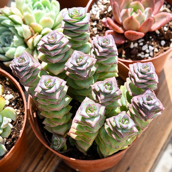 Sprout N Green 10 Assorted Succulents With Root, 10 Different Varie