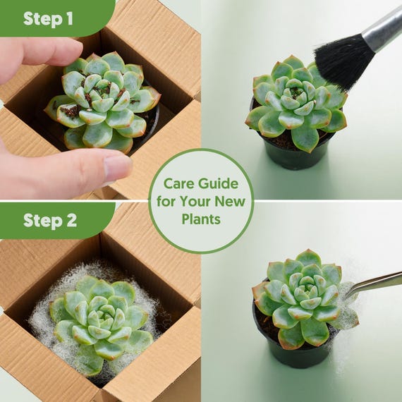 Succulent Pack--12 Packs (6 Varieties) --rooted in 2" Pots-- for Succulent  Lover | Party Favors | Plant Lover Gift | Mother's Day Gift - Etsy