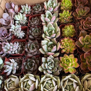 Bulk Succulent Plants, Live Rare Assorted Succulent. For Bridal Shower Favors Succulent Gifts, Wedding Shower Favors, Baby Shower Favors image 4