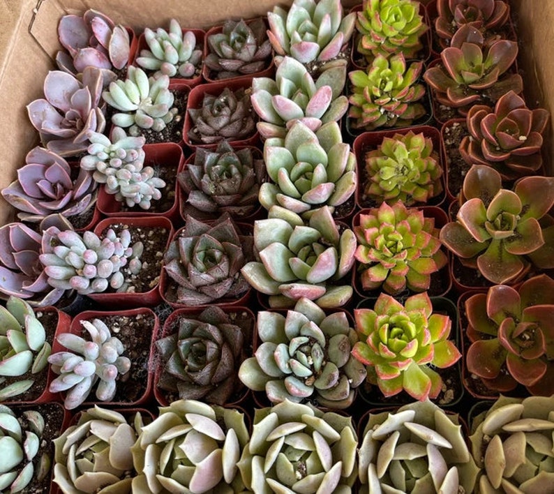 Bulk Succulent Plants, Live Rare Assorted Succulent. For Bridal Shower Favors Succulent Gifts, Wedding Shower Favors, Baby Shower Favors image 4