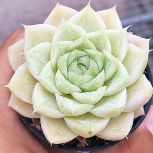 White Queen--Live Echeveria Succulent Plant Rooted in 2&#39;&#39; Nursery Pot-- For New Succulent Lover, Garden Decoration