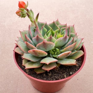 Echeveria Ramillette--Succulent Live Plant--Rooted in 4"Pot--For Succulent Lover,Home Garden Decor,Succulent Gift