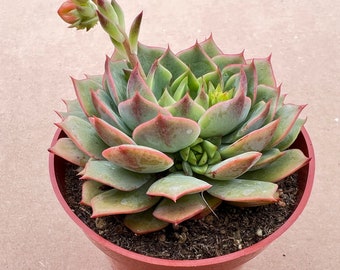 Echeveria Ramillette--Succulent Live Plant--Rooted in 4"Pot--For Succulent Lover,Home Garden Decor,Succulent Gift