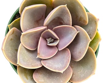 Perle von Nürnberg--4" Echeveria Succulent Plant Fully Rooted in 4 inch Planter-- Beautiful for Garden Party Decoration