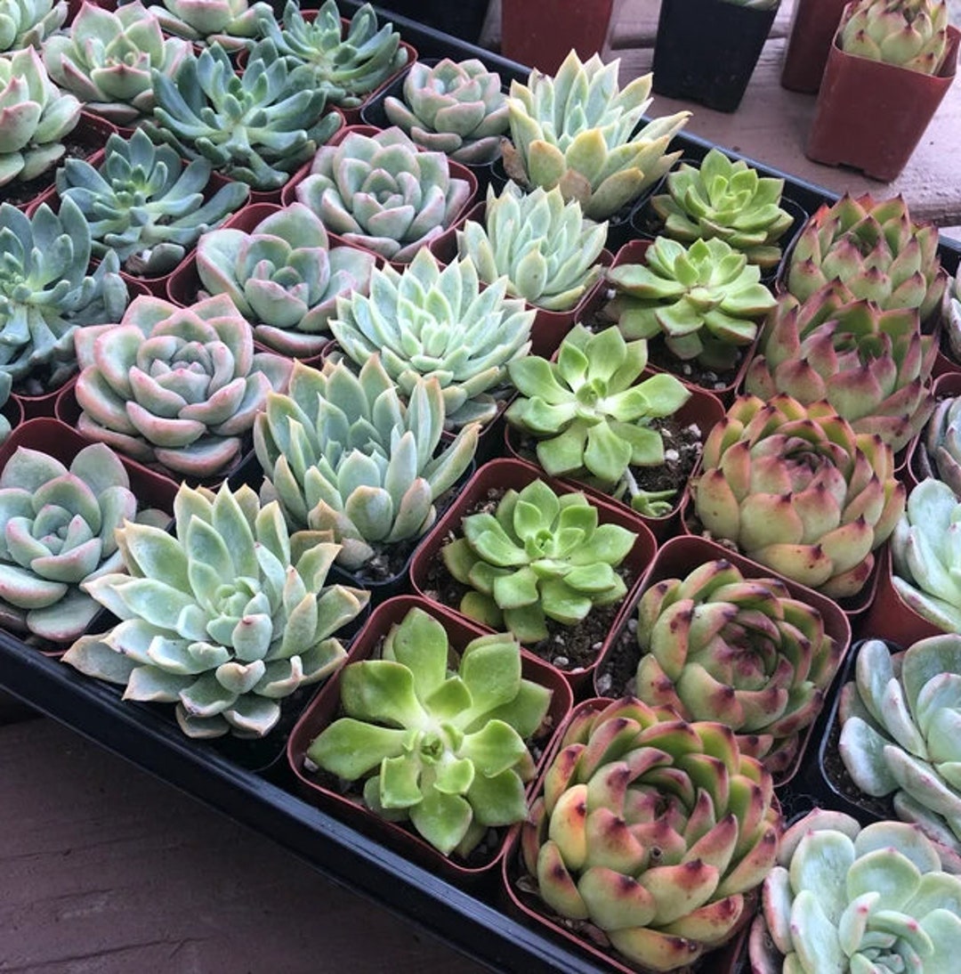 Succulents SucculentsII 2冊セット Succulents SucculentsII 2冊セット Succulents SucculentsII 2