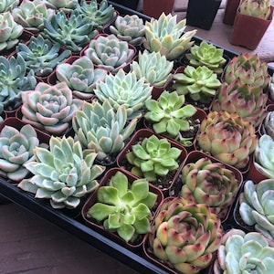 50 Succulents Pack(10 Varieties), 2&#39;&#39; Assorted Succulents Rooted in 2&quot; Pots.For Bridal/Baby Shower Succulent Favor Gifts for Guests