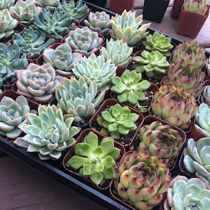 50 Succulents Pack(10 Varieties), 2'' Assorted Succulents Rooted in 2" Pots.For Bridal/Baby Shower Succulent Favor Gifts for Guests