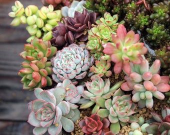 10/20/30/50 PCs Succulent Cuttings, 10 Assorted Varieties succulent plants,Great Indoor Wall Garden Decor,Nice Gifts for Plant Lover