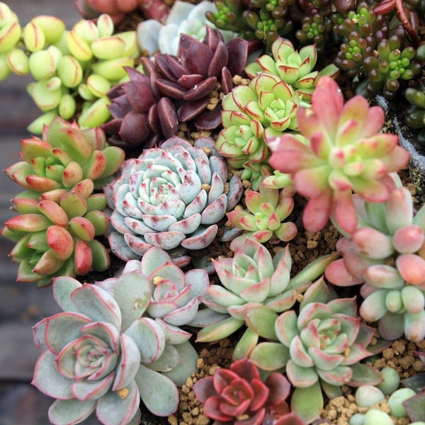 10/20/30/50 PCs Succulent Cuttings, 10 Assorted Varieties succulent plants,Great Indoor Wall Garden Decor,Nice Gifts for Plant Lover