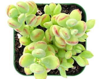 Succulent plant--2&quot;mini Cotyledon Pendens--Fully Rooted in 2&quot; Plant pot--For New Succulent Lover,Perfect Gifts for Friends, Hanging Plant