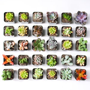 Bulk Succulent Plants, Live Rare Assorted Succulent. For Bridal Shower Favors Succulent Gifts, Wedding Shower Favors, Baby Shower Favors image 2