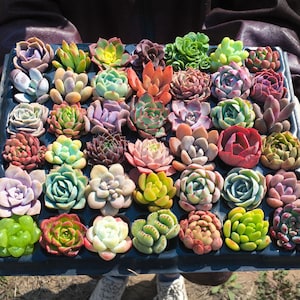 Bulk Succulent Plants, Live Rare Assorted Succulent. For Bridal Shower Favors Succulent Gifts, Wedding Shower Favors, Baby Shower Favors Bild 1