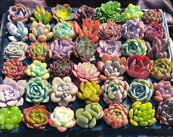 Bulk Succulent Plants, Live Rare Assorted Succulent. For Bridal Shower Favors Succulent Gifts, Wedding Shower Favors, Baby Shower Favors