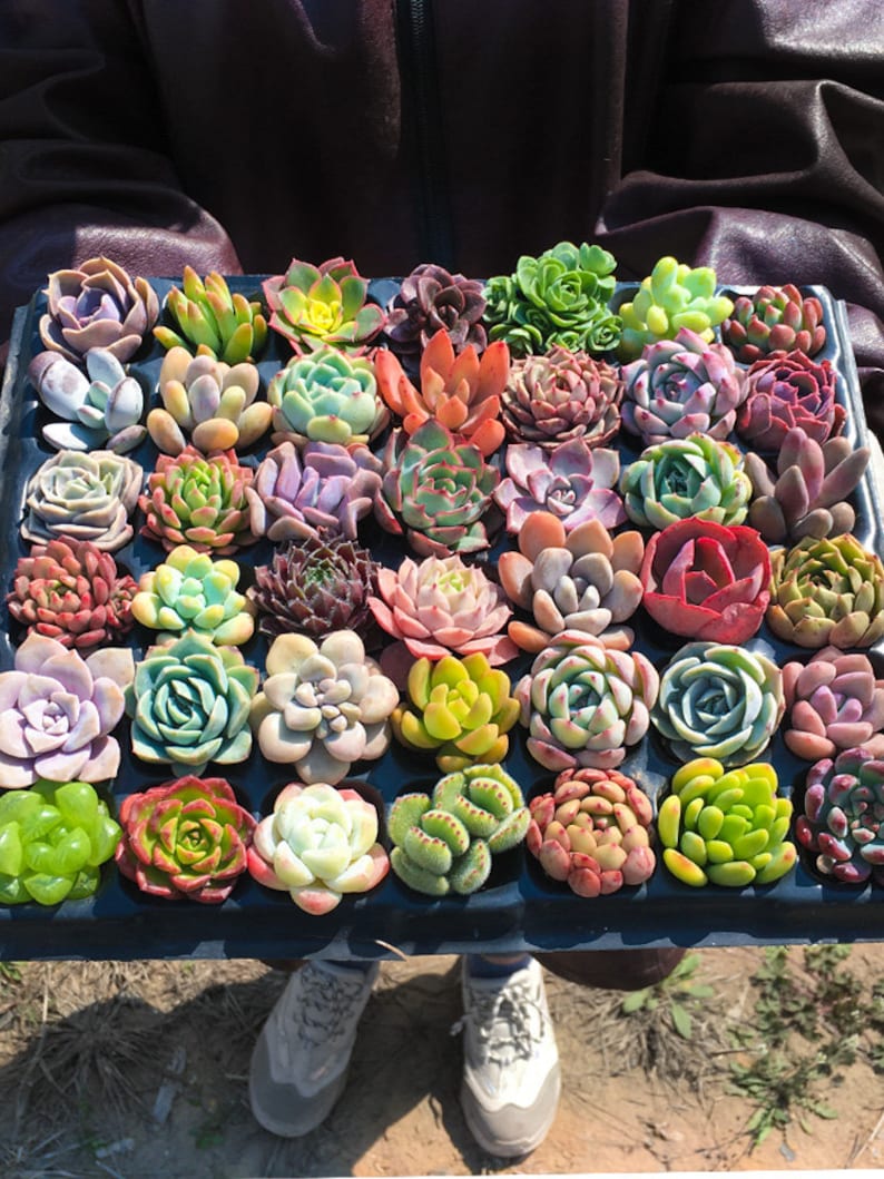 Bulk Succulent Plants, Live Rare Assorted Succulent. For Bridal Shower Favors Succulent Gifts, Wedding Shower Favors, Baby Shower Favors image 1