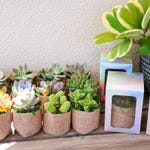 Small Favor Boxes