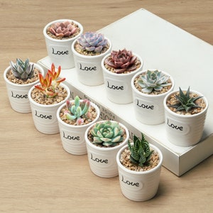 May include: Ten small white ceramic pots with succulents and the word "Love" written on each pot.