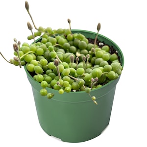 Succulent Plant--4&quot; String of Pearls (Senecio Rowleyanus)--Fully Rooted in 4&#39;&#39; Round Planter--Hanging Plant For Wall Decor, Plant Lover Gift