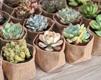 5/30/40/50/60/70/80/100 Bulk Succulents Faovrs, DIY Your Live Succulent Favors--Baby Shower Favor,Wedding Party Favors,Bridal Shower Favor
