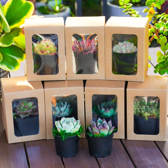 30/50 Pack Live Succulent&kraft/color Box--graduation Favor | Wedding Party  | Bridal Shower | Baby Shower Favor | Father's Day Gift - Etsy