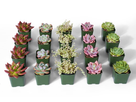 その他多肉植物 vegas and Hayford Set of 10 plants each Amazon.com : Succulent Plants (4 Pack), Live Succulents