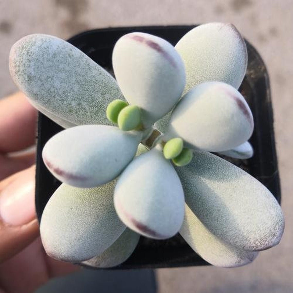 Succulent Plant-- 2"mini Cotyledon Orbiculata CV. -- Rooted in 2" Plant Pot, Rare Succulents For Indoor Wall Decor,Nice Gifts For Friends