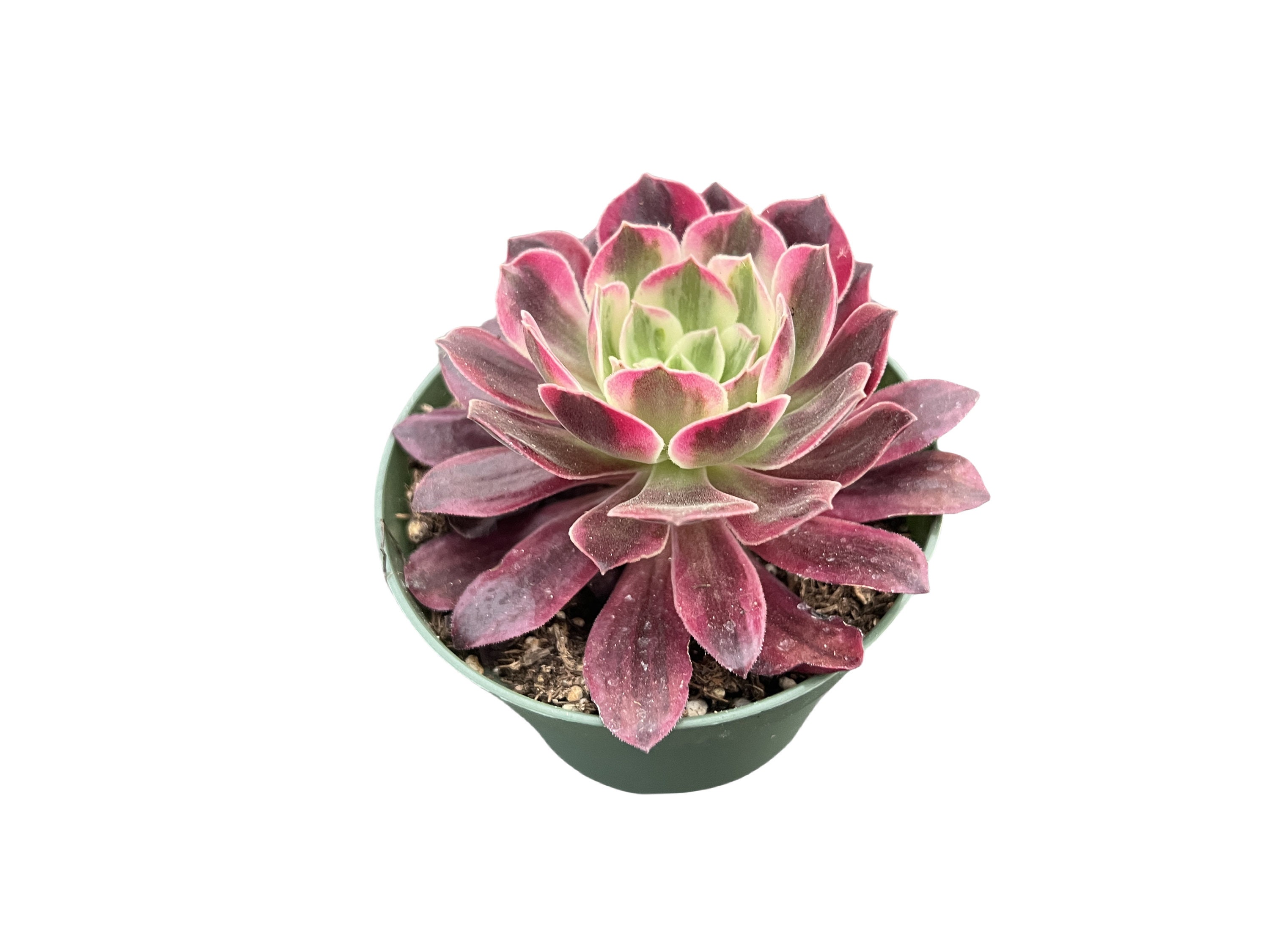 open lace back dress Amazon.com : Sprout N Green Aeonium 'White Wedding Dress', Live Rare  Succulent Potted 4" Planter, Real House Plant for Party Favors Home Indoor  Outdoor Garden Wedding Decoration DIY Projects : Patio, Lawn