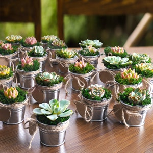 5/10/20/25/30 Bulk Succulent FavorWedding Party Favor,Bridal Shower Favor,Baby Shower FavorLive Succulent PlantMini BucketsAccessaries zdjęcie 6