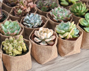 Succulent Favors--50 Succulent (10Varieties)+50 Mini Burlap Bags--Succulent Party Favors,Garden Party Favors,Baby Shower Favor
