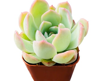 Succulent Plant--2" Mini Echeveria 'Suryeon' --Fully Rooted in 2'' Plant Pot--Beautiful for Indoor Party Wedding Decor