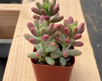 Succulent Plant--2"mini Pink Jelly Bean (Sedum Rubrotinctum 'Roseum')--Rooted in 2" Pot-- For Green Party Decor, Hardy Succulent