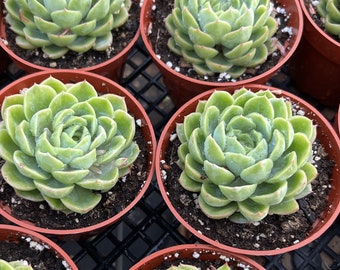 Lime and Chile--Echeveria Succulent Plant--Fully rooted in 4'' plant pot-- For New Succulent Lover, Garden Decoration