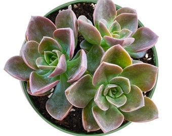 Melaco--Echeveria Succulent Plant-- Fully Rooted in 4" Planter-- For Succulent Lover, Garden Decor,Plant Gift, Housewarming Gift