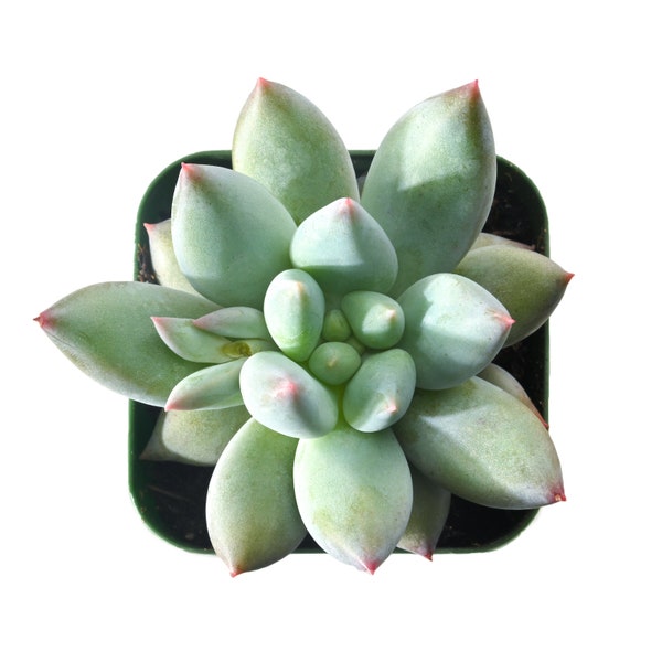 Angel's Finger--Live xPachyveria  Succulent Plant Fully Rooted in 2" Planter Pot. For Garden Decor,Plant Lover Gift