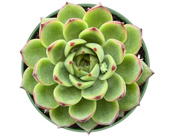 Moon Stone--4" Echeveria Succulent Plant-- Fully Rooted in 4" Planter-- Plant Lover Gift. Green Party Decor.