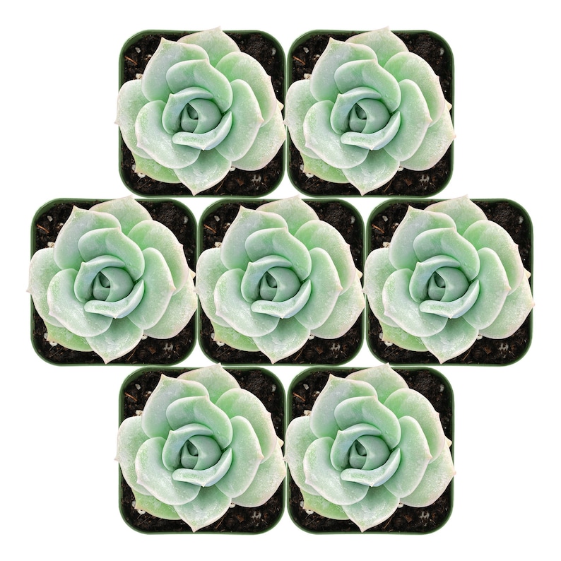 DesertViewCactus Rosette Succulent Plants