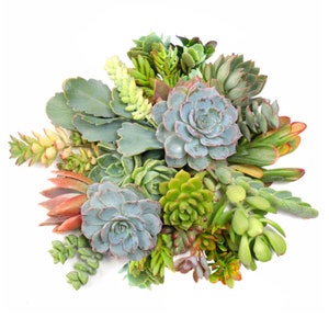 10 Succulent Cuttings, Live Fresh Assorted Varieties Succulent Cuttings, Beautiful for Fairy Garden Baby Show Indoor House Decor, DIY Garden